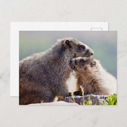 Marmot Mutter mit Baby Postkarte (Vorne/Hinten)