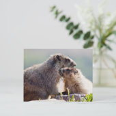 Marmot Mutter mit Baby Postkarte (Stehend Vorderseite)