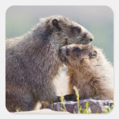 Marmot Mutter mit Baby Quadratischer Aufkleber (Vorderseite)