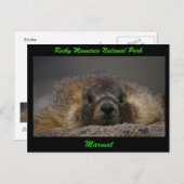 Marmot Postkarte (Vorne/Hinten)