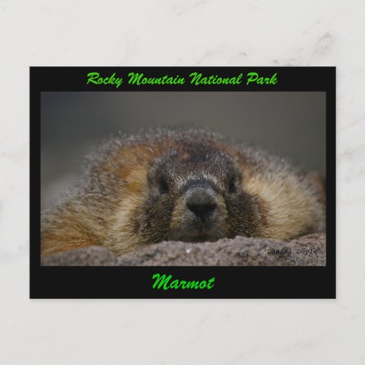Marmot Postkarte (Vorderseite)