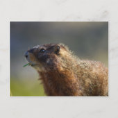 Marmot Postkarte (Vorderseite)