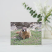 Marmot Postkarte (Stehend Vorderseite)