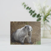 Marmot Postkarte (Stehend Vorderseite)