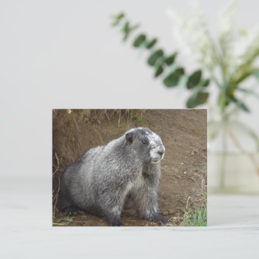 Marmot Postkarte (Stehend Vorderseite)