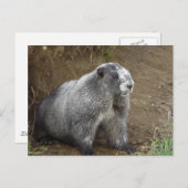 Marmot Postkarte (Vorne/Hinten)