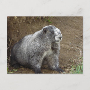 Marmot Postkarte