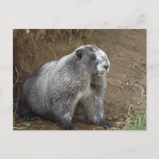 Marmot Postkarte (Vorderseite)