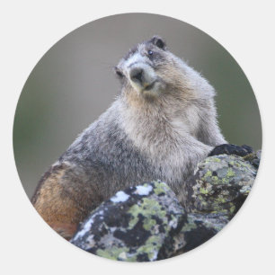 Marmot Runder Aufkleber