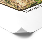 Marmot Sun Salute Poster (Ecke)