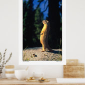 Marmot Sun Salute Poster (Küche)
