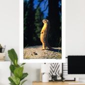 Marmot Sun Salute Poster (Heimbüro)
