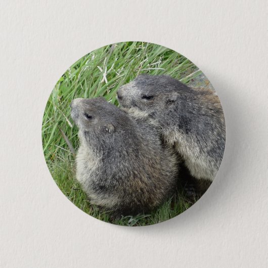 Marmot-Taste Button (Vorderseite)