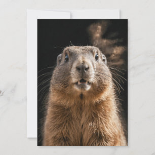 Marmot Wild Animal Elegantes Dramatisches Nebelpor Ankündigung