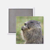 Marmota Magnet (Vorderseite/Rückseite)