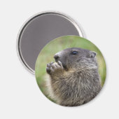 Marmota Magnet (Vorderseite/Rückseite)