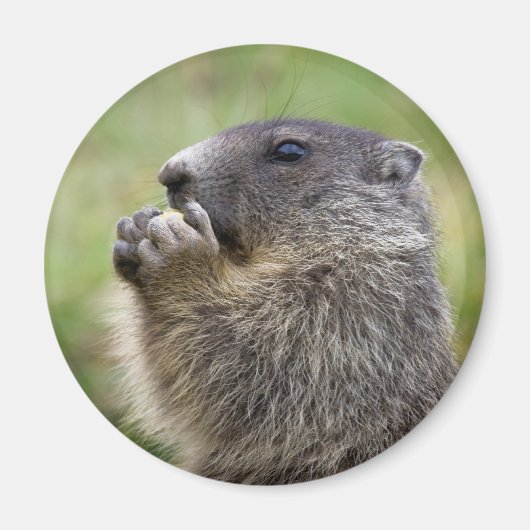 Marmota Magnet (Vorne)