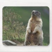 Marmota Mousepad (Vorne)