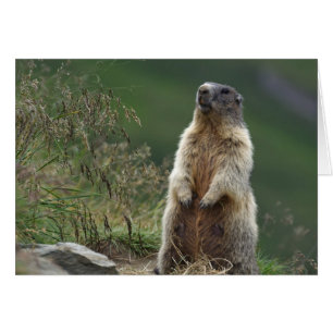 Marmota Murmeltier