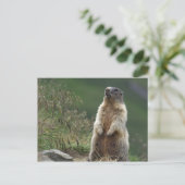 Marmota Postkarte (Stehend Vorderseite)