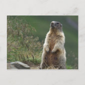 Marmota Postkarte (Vorderseite)
