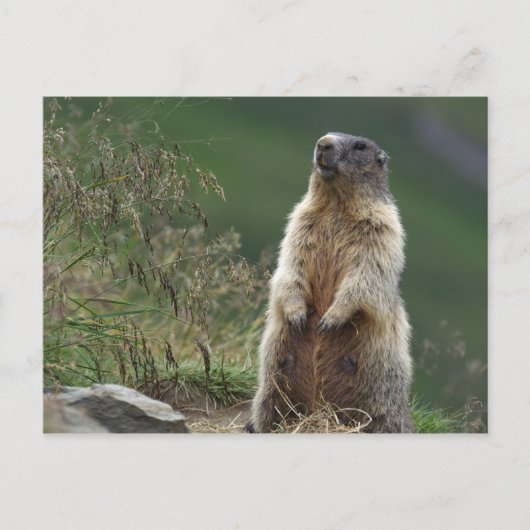 Marmota Postkarte (Vorderseite)