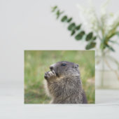 Marmota Postkarte (Stehend Vorderseite)