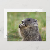 Marmota Postkarte (Vorne/Hinten)