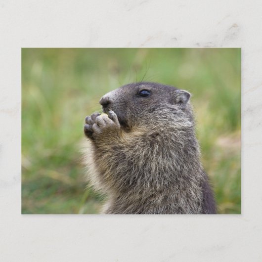 Marmota Postkarte (Vorderseite)