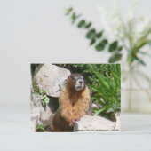 Marmots der San Juan Berge, Gran.. Postkarte (Stehend Vorderseite)