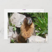 Marmots der San Juan Berge, Gran.. Postkarte (Vorne/Hinten)