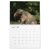 Marmots-Kalender 2025 Kalender (Mär 2027)