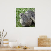 Marmots-Poster Poster (Küche)
