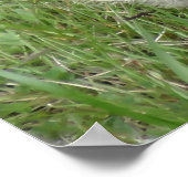 Marmots-Poster Poster (Ecke)