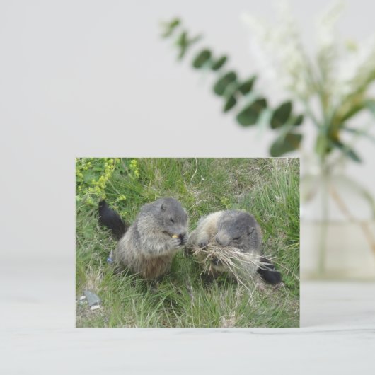 Marmots Postkarte (Stehend Vorderseite)