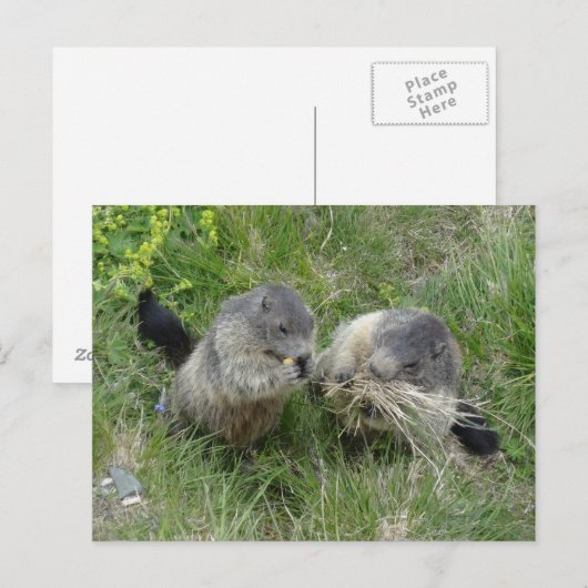 Marmots Postkarte (Vorne/Hinten)