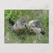 Marmots Postkarte (Vorderseite)