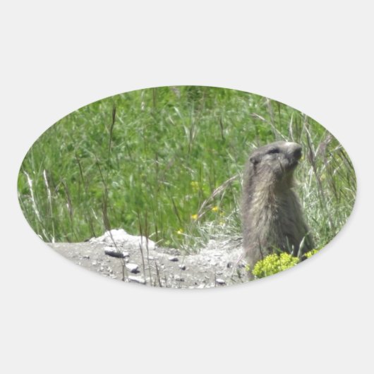 Marmottos Ovaler Aufkleber (Vorderseite)