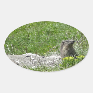 Marmottos Ovaler Aufkleber