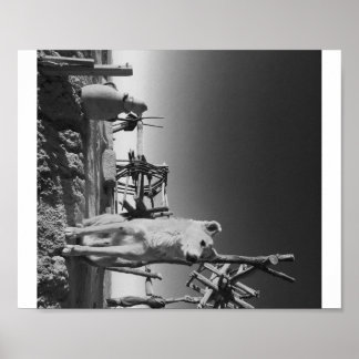 marokkanischer Hund Poster