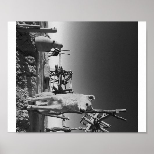 marokkanischer Hund Poster (Vorne)