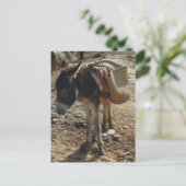 Marokko Mule Postcard Postkarte (Stehend Vorderseite)