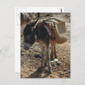 Marokko Mule Postcard Postkarte (Vorne/Hinten)