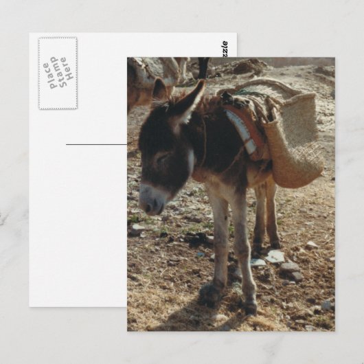 Marokko Mule Postcard Postkarte (Vorne/Hinten)