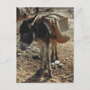 Marokko Mule Postcard Postkarte