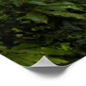 Marokopa waterfall, New Zealand Poster (Ecke)