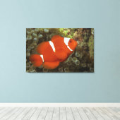 Maronclownfisch mit Anemon Leinwanddruck (Insitu (Holzboden))