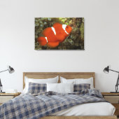 Maronclownfisch mit Anemon Leinwanddruck (Insitu (Schlafzimmer))