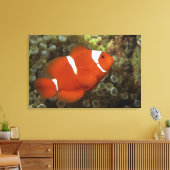Maronclownfisch mit Anemon Leinwanddruck (Insitu (Wohnzimmer))
