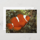 Maronclownfisch mit Anemon Postkarte (Vorne/Hinten)